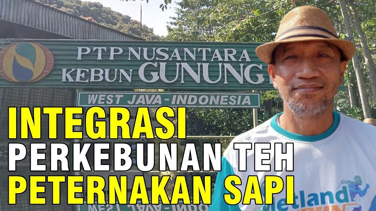 Integrasi Perkebunan Teh Dan Peternakan Sapi.jpg